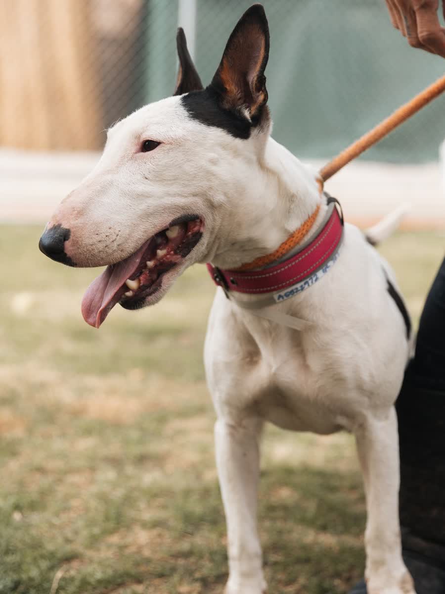 Close portrait of a bull terrier in a red collar being held on a lead